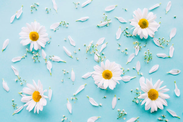 Chamomile flowers