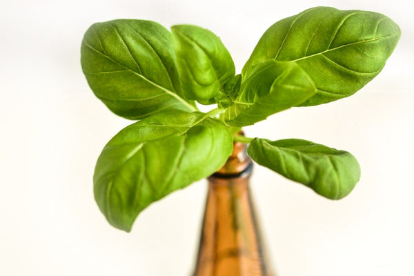 Leaf in an amber glass bottle