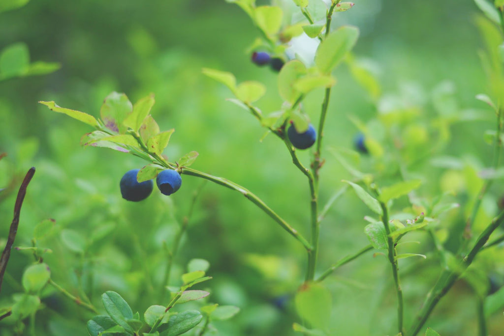wild blueberries acidic ph