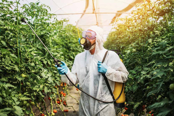 Greenhouse worker disinfecting plants with a spray.