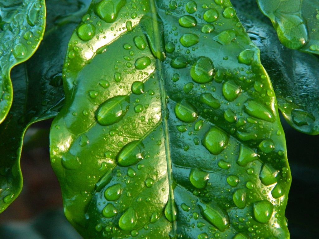 watered green leaf 