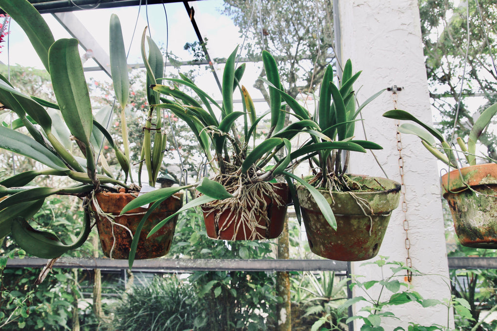 hanging potted plants roots