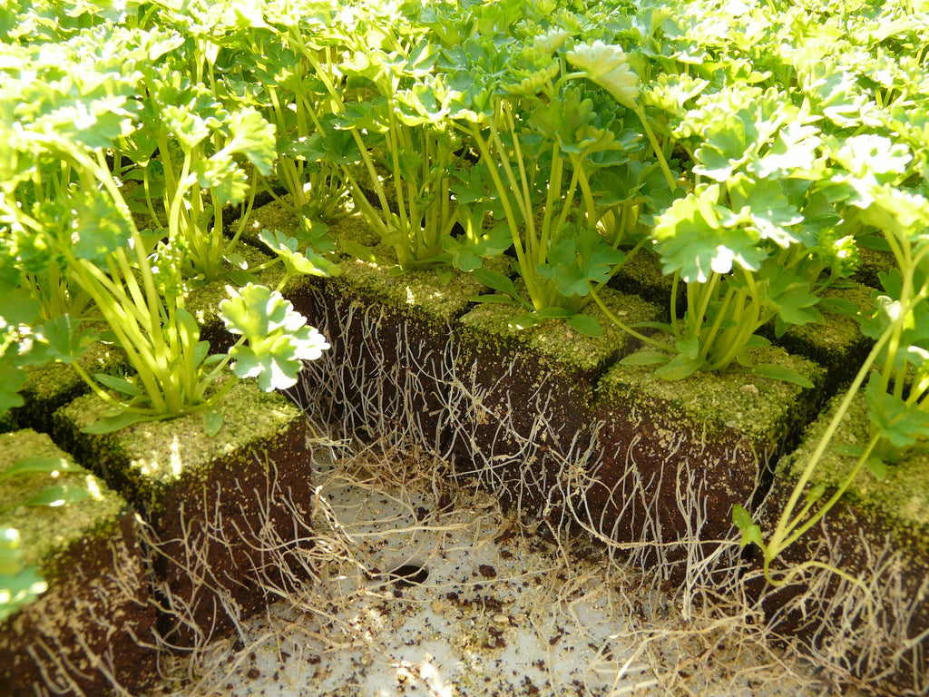 established plants healthy roots 