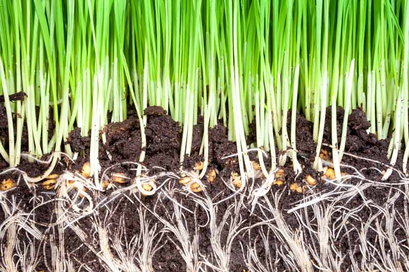 healthy roots in rich composted soil