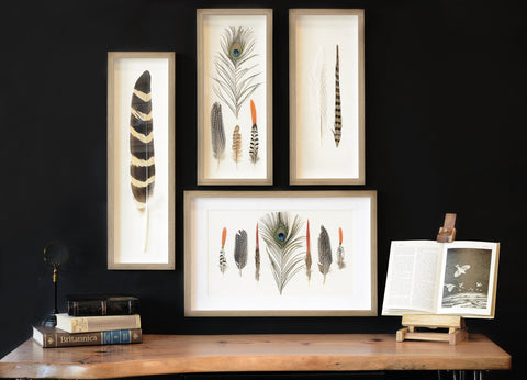 Natural Feather Shadow Box Art on Black Wall