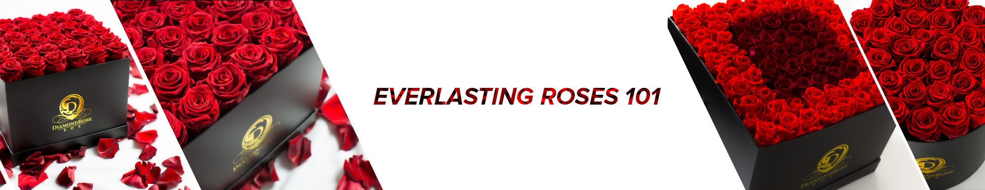 About Everlasting Roses