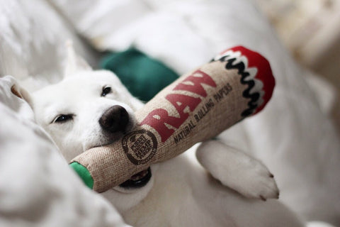 RAW rolling papers joint dog toy
