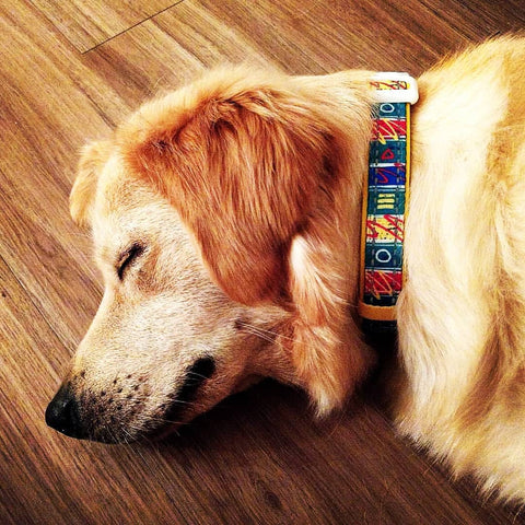 Retro Pet Fiesta Sauce Dog Collar