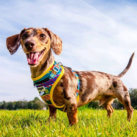 Retro Pet Fiesta Sauce Dog Harness