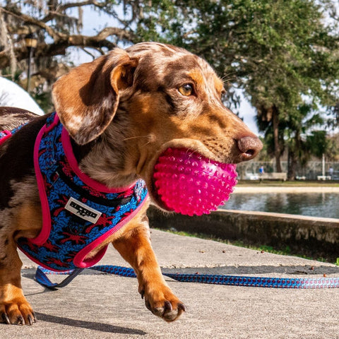 Retro Pet Paradise City Dog Harness