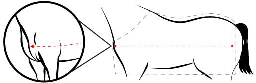 horse rug size chart