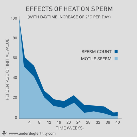 Graph showing lower sperm count and decreased motility from testicular overheat.