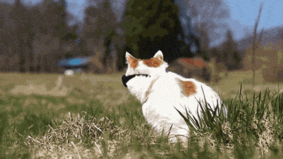 chat-blanc-article-blog-graou