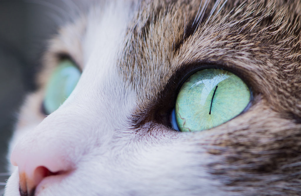 yeux-verts-chat