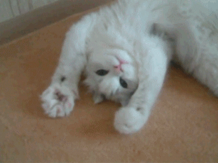 chat-blanc-qui-joue-article-blog-graou