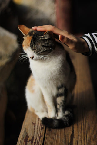 chat blanc roux abonnement croquettes graou