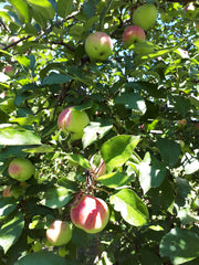 All Farmgate Cider organic apples are tree ripened.