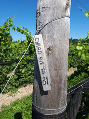 KIN Vineyard chardonnay marker in Eastern Ontario's emerging wine region.