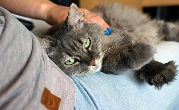 All About Service Animals, Therapy Cats, and ESAs - Modkat
