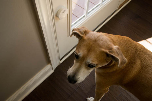 teach dog to ring bell to go out