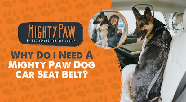 do dogs need seatbelt