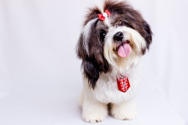 what is the best natural shih tzu chewable food