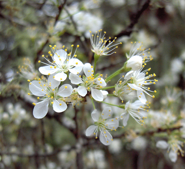 Prunus angustifolia <br> Chickasaw Plum