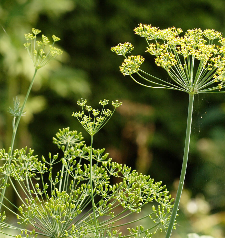 How to Grow Dill from Seeds – West Coast Seeds