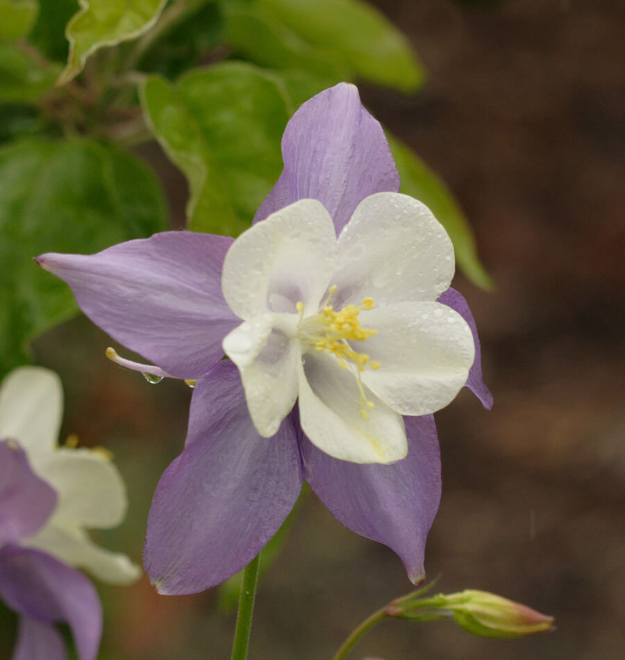 Planting columbine seeds Idea