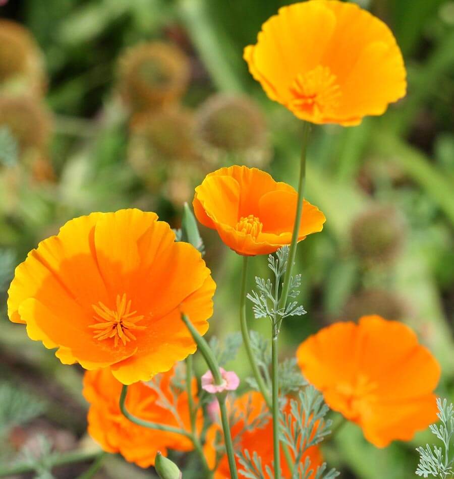 How to Grow California Poppies from seeds – West Coast Seeds