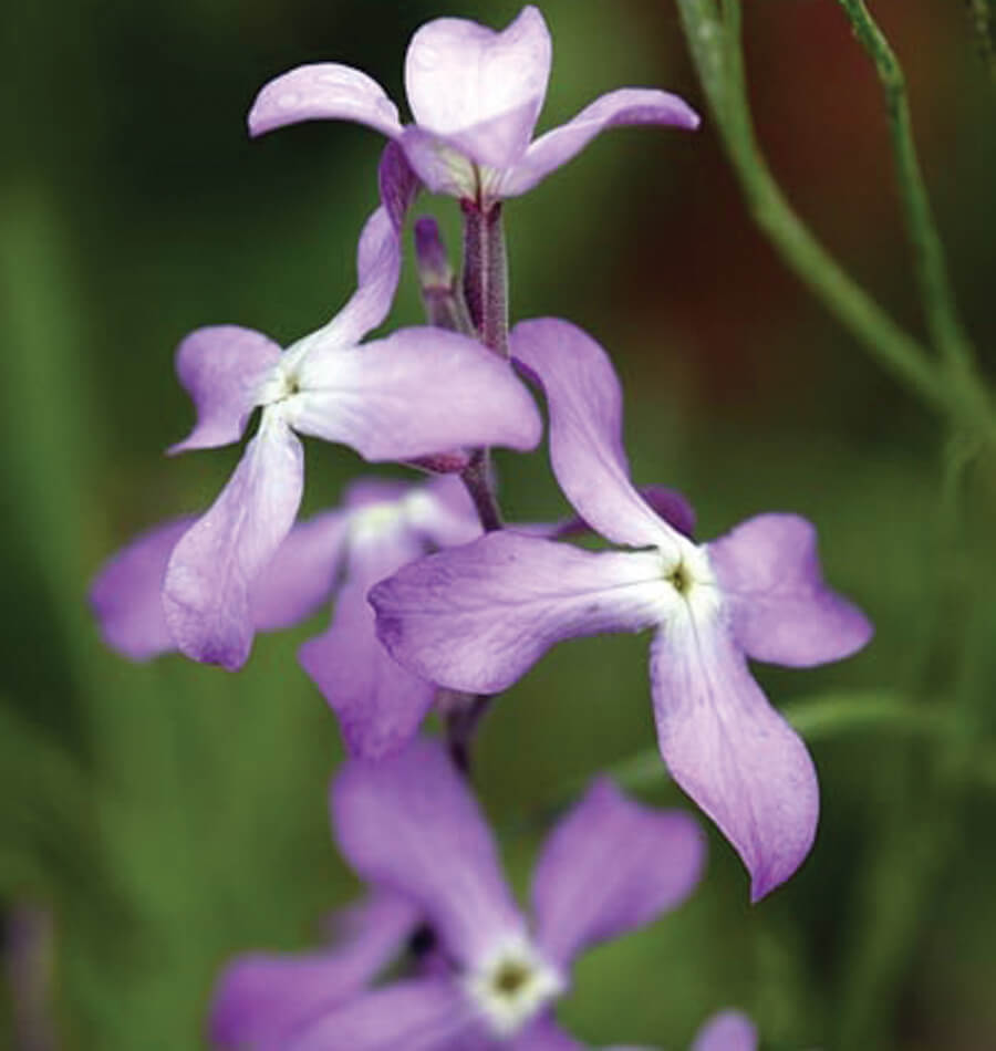 How to Grow Stocks Matthiola West Coast Seeds