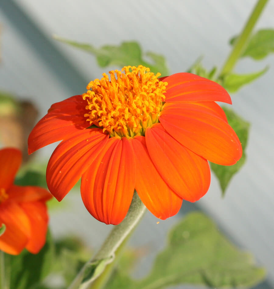 When To Start Mexican Sunflower Seeds Indoors - When To Plant Mexican Sunflower Seeds