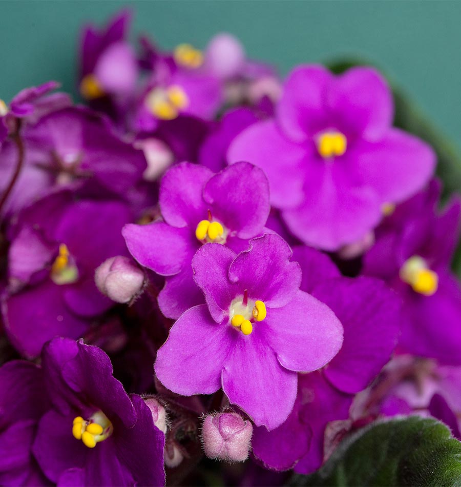 How to Grow African Violets – West Coast Seeds