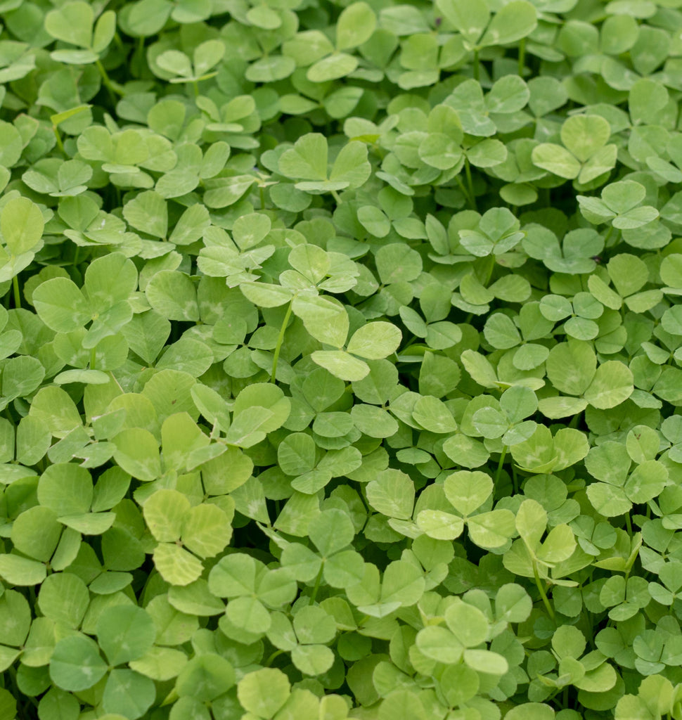 is clover harmful to dogs