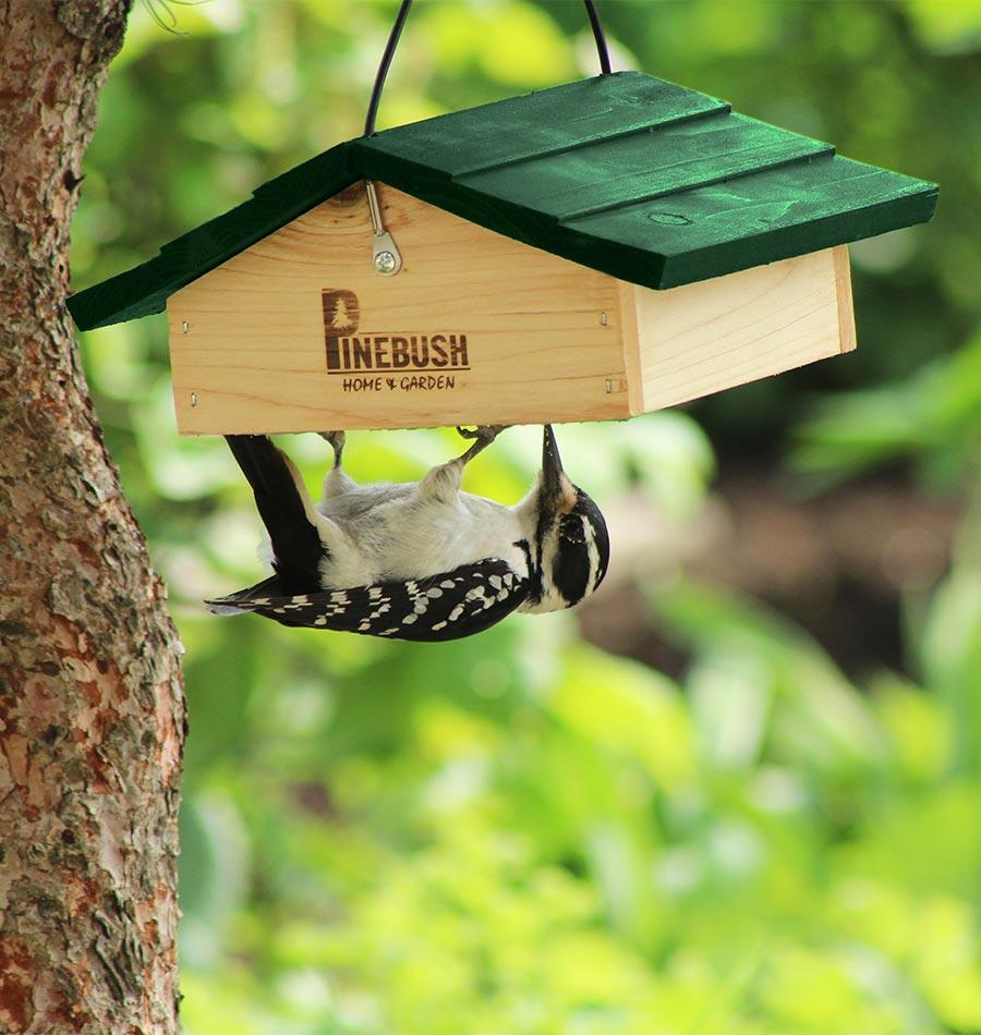 suet cake holder for birds