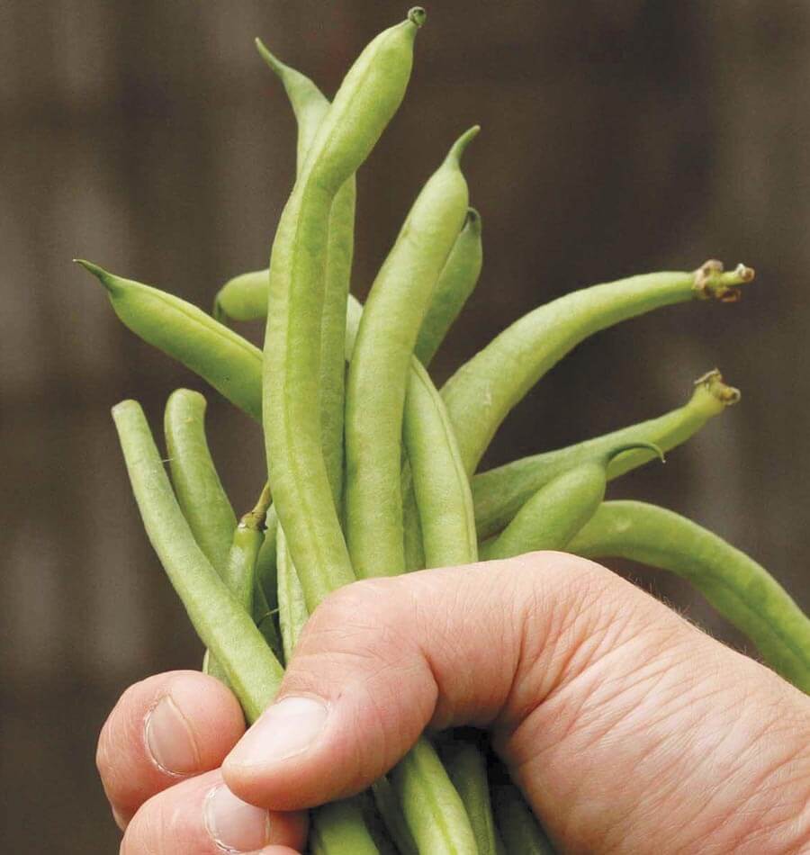 Fortex Filet Pole Bean Seeds West Coast Seeds