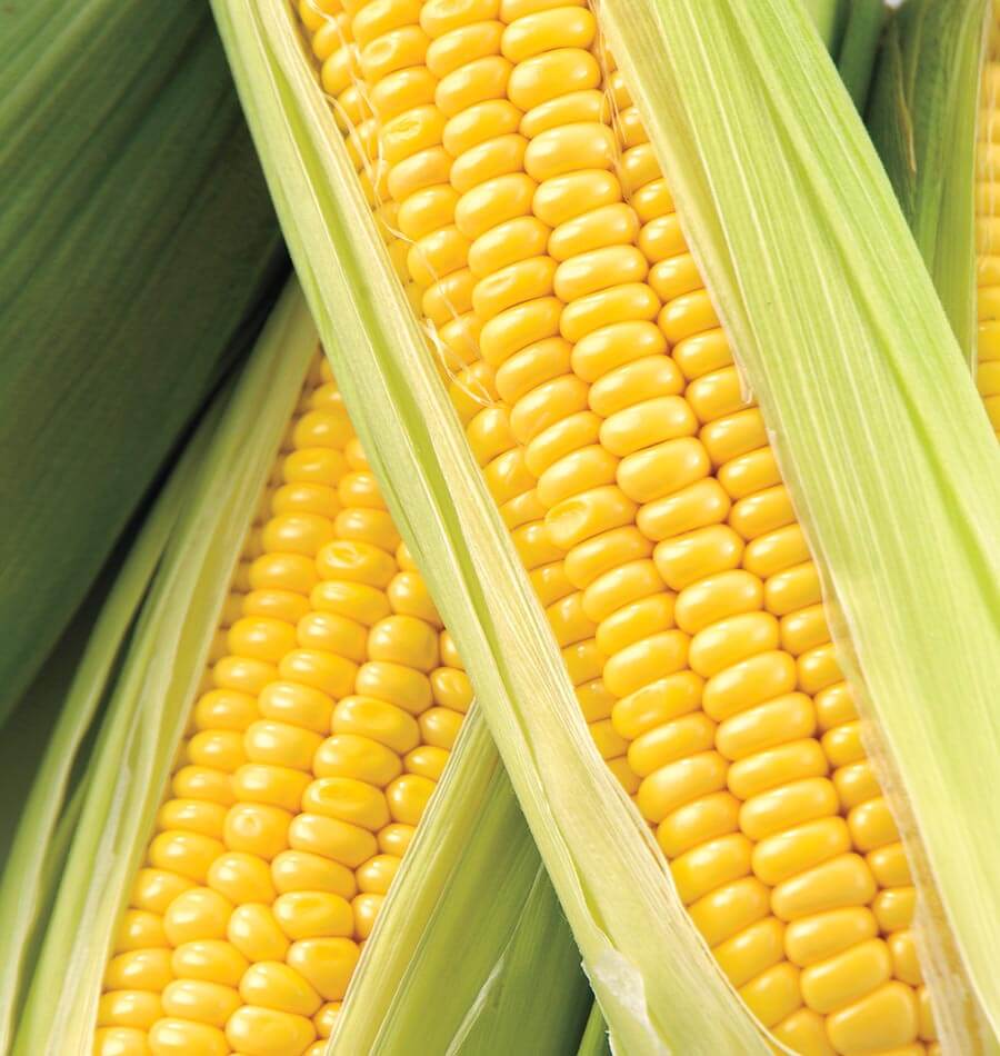 Honey Select Corn Seeds – West Coast Seeds