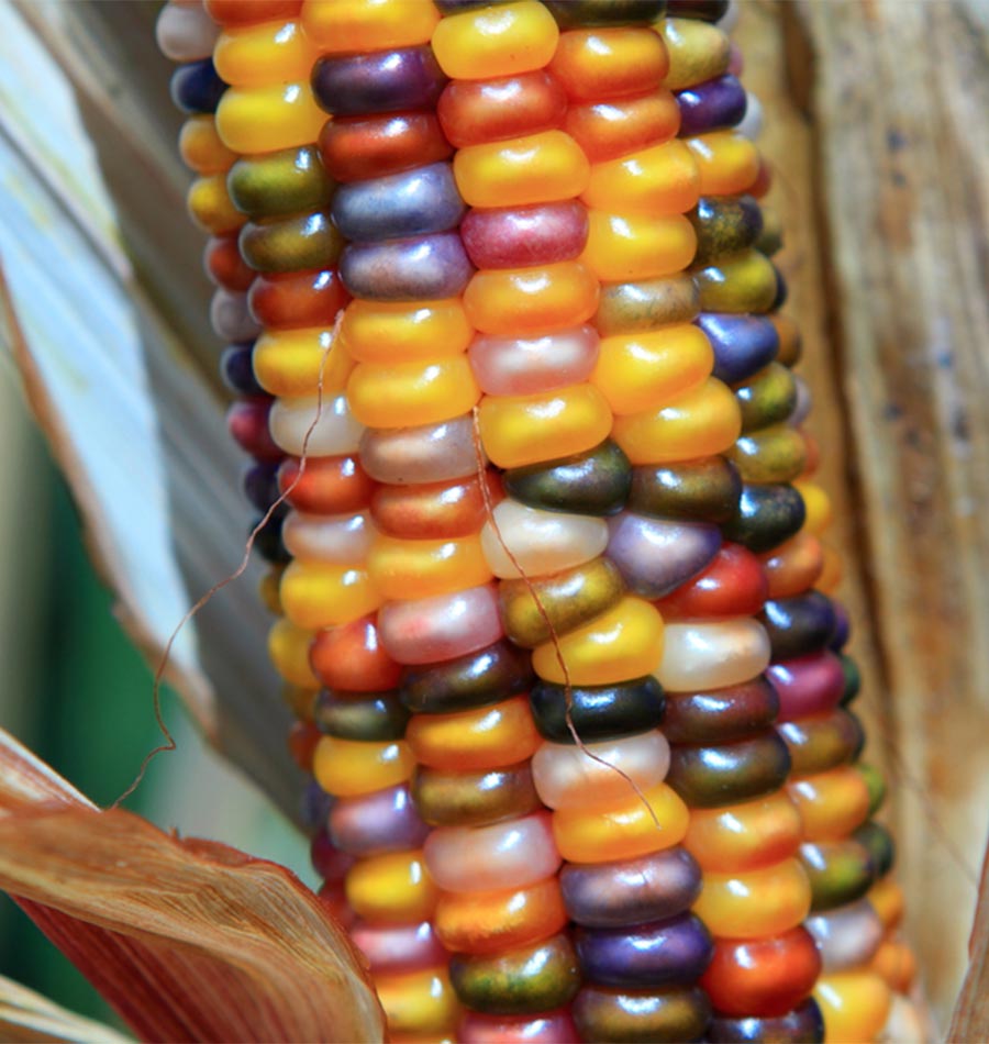 20 Pcs Rainbow Colorful Corn Seeds Sweet Organic GLASS GEM Corn Seeds 