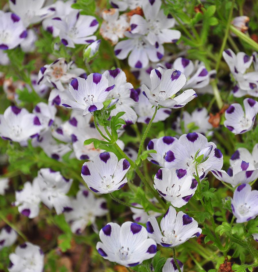 Five Spot Nemophila Maculata Seeds West Coast Seeds