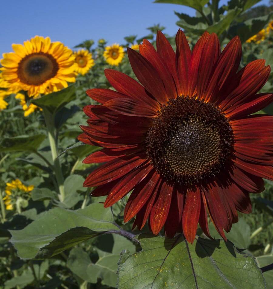 Tall Blend Sunflower Seeds – West Coast Seeds