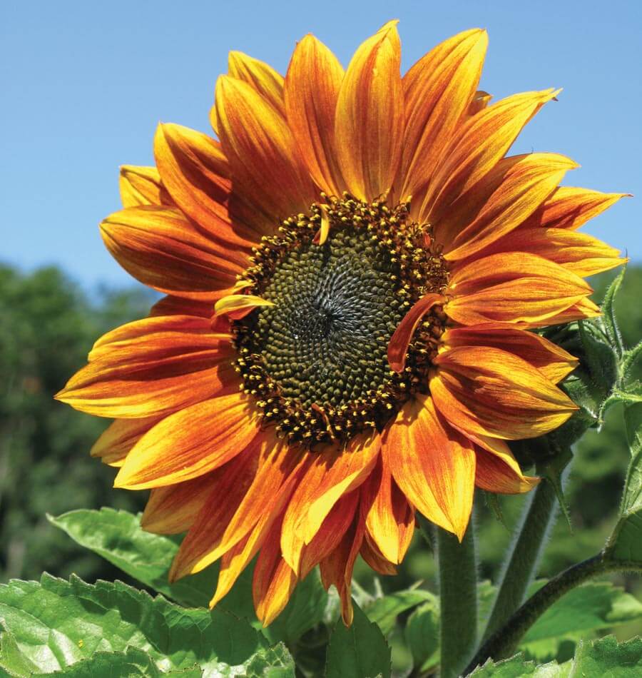matahari sunflowers helianthus sukses kunci menanam planting westcoastseeds gmo coast