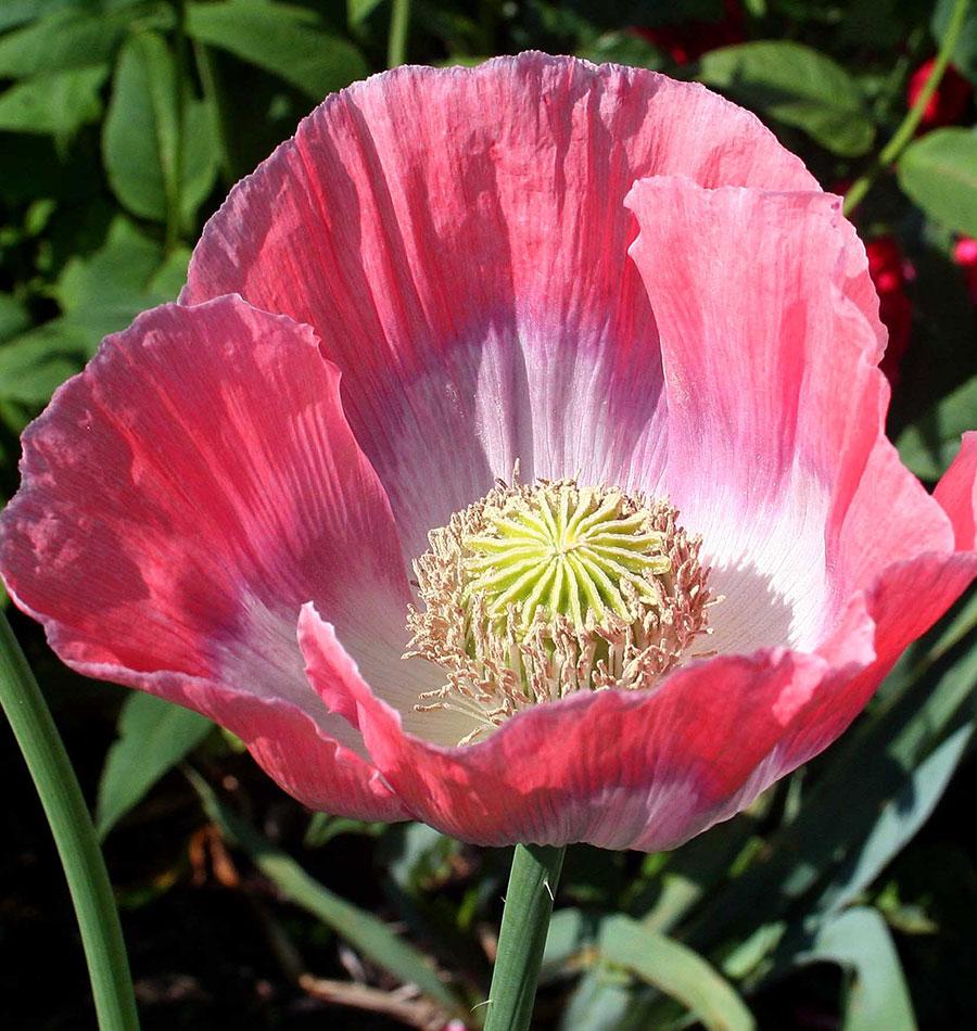 Giganthemum Poppy Seeds – West Coast Seeds