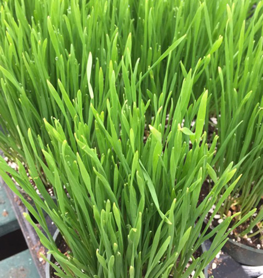 Orchard Grass Dactylis Glomerata West Coast Seeds