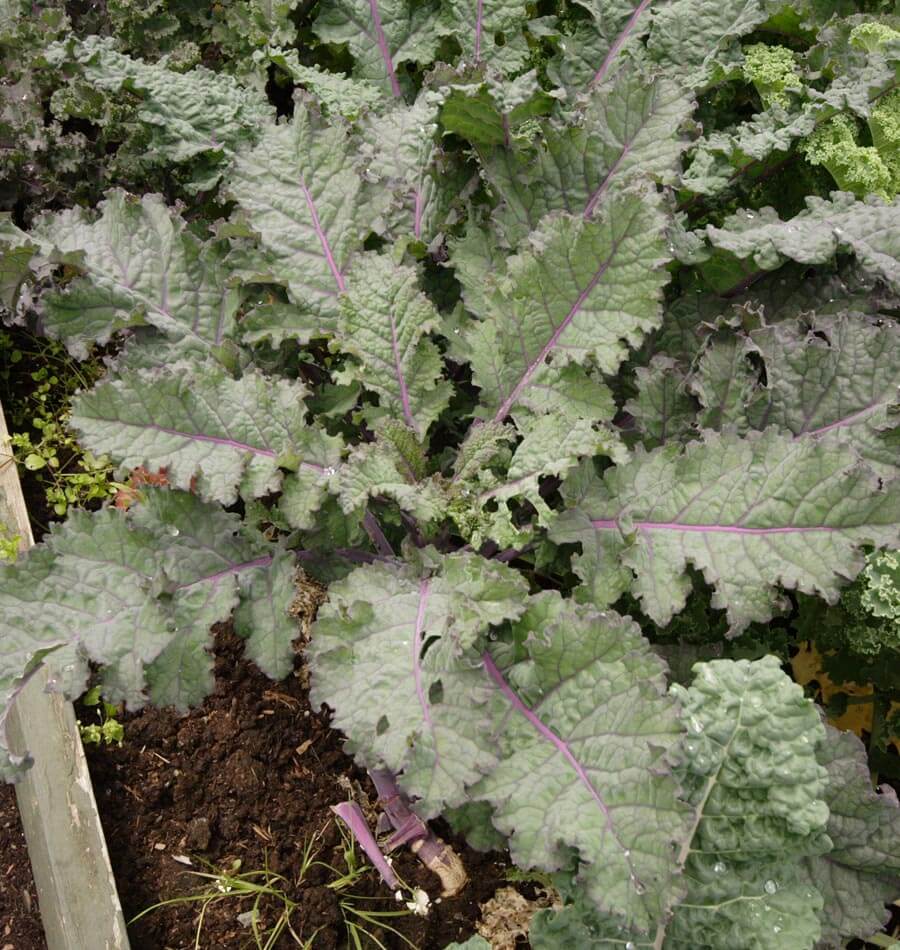 Red Russian Kale Seeds – West Coast Seeds