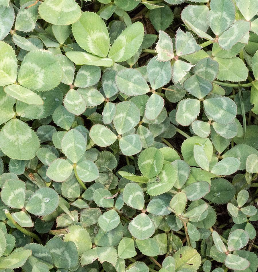 Micro Clover Seeds For Lawn Replacement West Coast Seeds