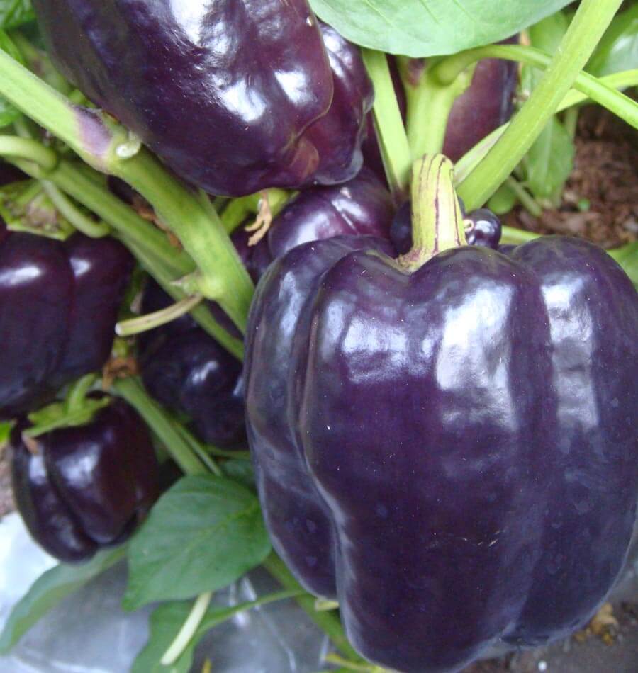 purple peppers