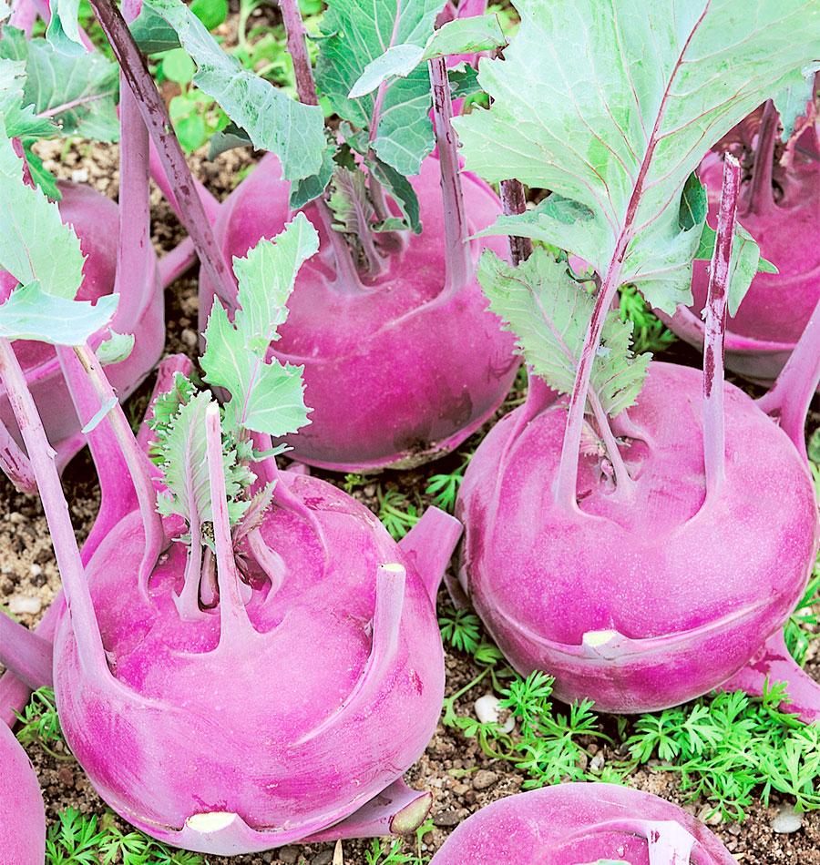 Purple Vienna Organic Kohlrabi Seeds – West Coast Seeds