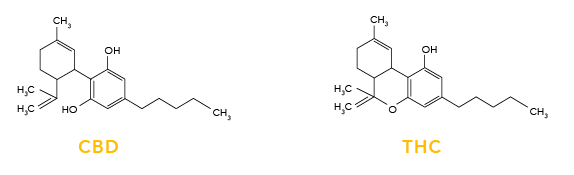 cbd vs thc