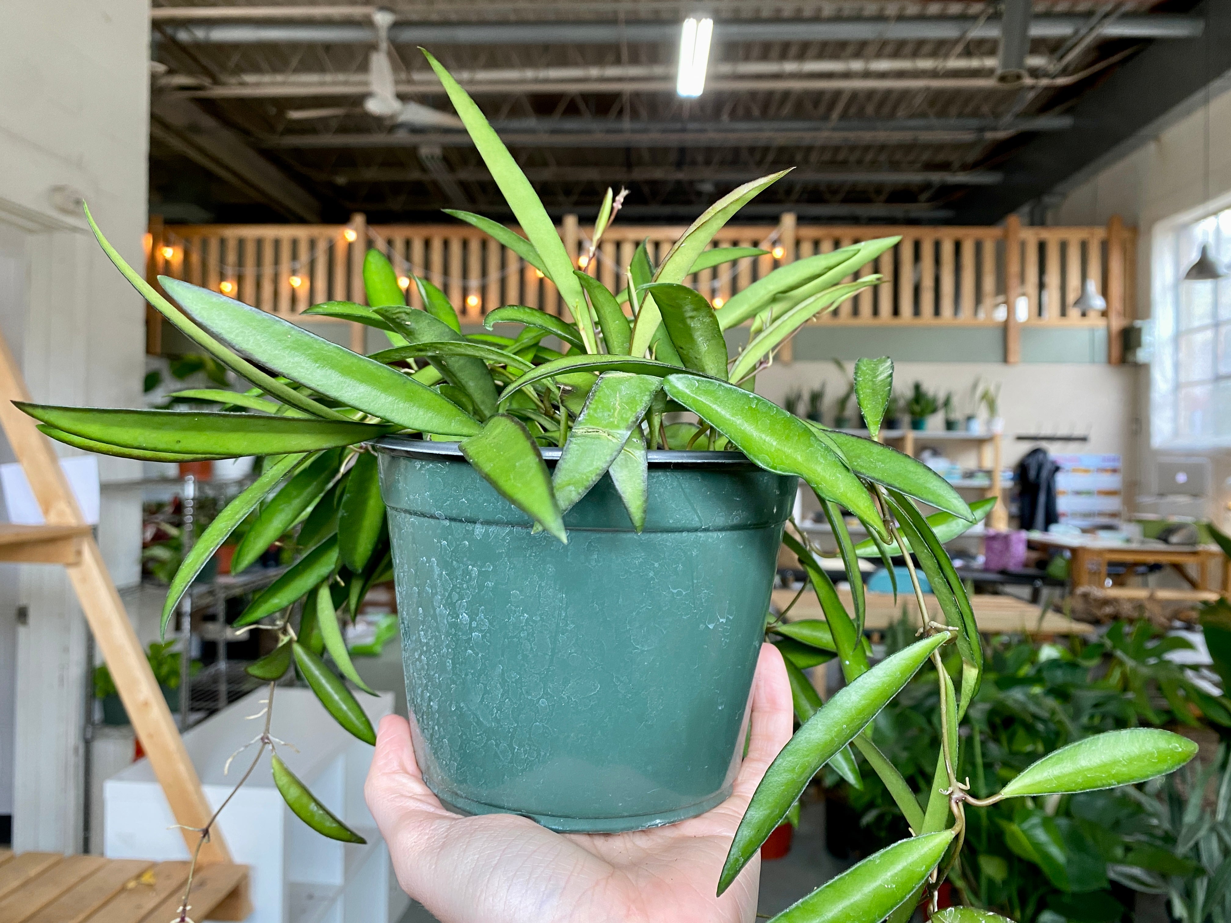 6" Hoya Wayetti