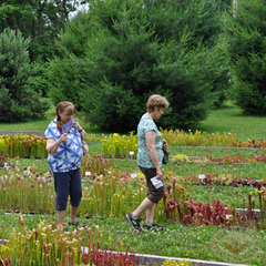 Carnivorous Plant Nursery Open House June 2015 3